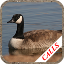 Goose hunting Calls APK