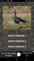 Goose hunting Calls poster