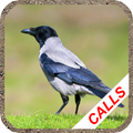 Crow calls