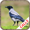 Crow calls APK