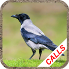 Crow calls simgesi