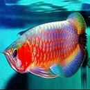 varios peces arowana APK