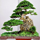 varias plantas de bonsai APK