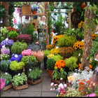 various flower plants icon