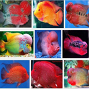 varios peces louhan APK