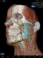 Human Anatomy Atlas 2019 for Springer capture d'écran 1