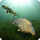 3DCARP icon