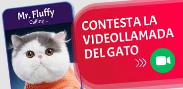 Videollamadas Falsas de Gato