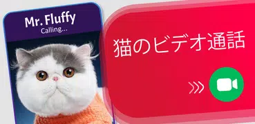 猫の偽のビデオ通話とチャット