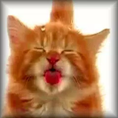 Cat Licking Screen APK Herunterladen