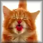Cat Licking Screen biểu tượng