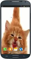 Cat Licking Screen Affiche