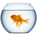 Golden FishBowl Live Wallpaper