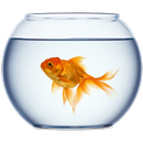 Golden FishBowl Live Wallpaper APK