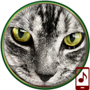 Animals Ringtones APK