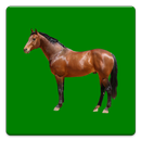 Equine Fluid Therapy APK