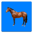 Equine Fluid Therapy + APK