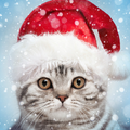 Christmas Photo Frames, Effects & Cards Art