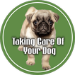 Taking care of your dog and th