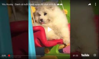 Top Funny Videos 2019 ! Affiche