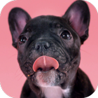 آیکون‌ Cute Puppies Live Wallpaper