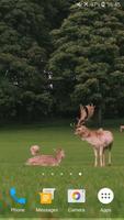 Deers Video Live Wallpaper gönderen
