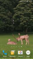 Deers Video Live Wallpaper screenshot 1