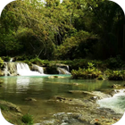 Forest Stream Live Wallpaper icono