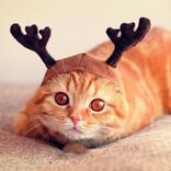 Video Lucu (Bikin Ngakak)