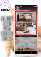 Videos de gatos graciosos 海報