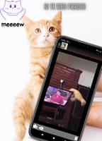 Videos de gatos graciosos 截圖 3