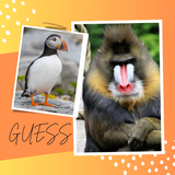 Guess The Animal Quiz