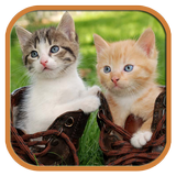 Funny Cats Tile Puzzle icône