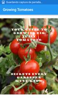 1 Schermata Growing Tomatoes