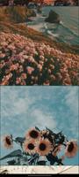 vintage wallpapers скриншот 2