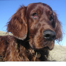 What is my pet thinking? APK