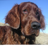 What is my pet thinking?