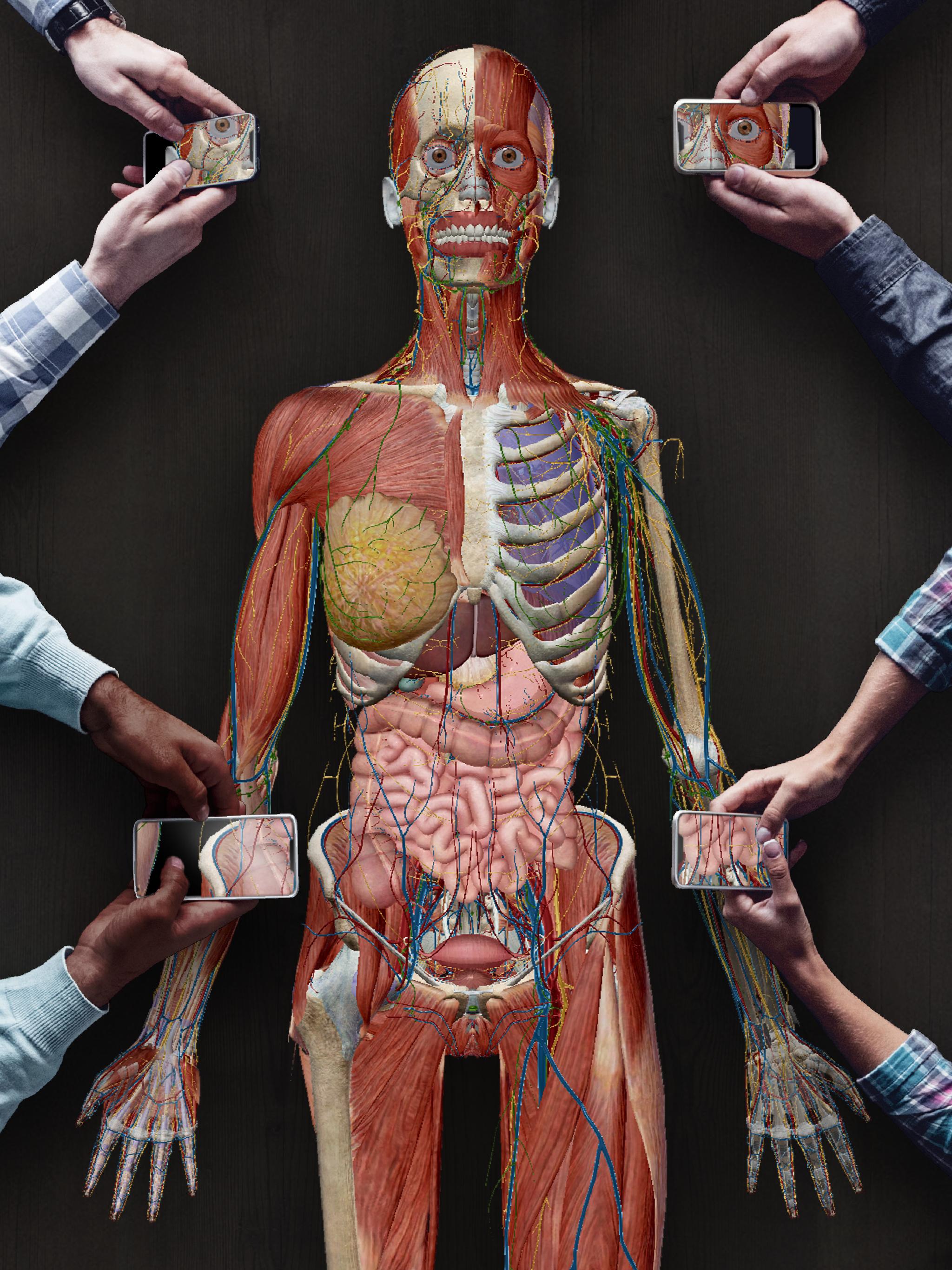 Человеческий организм в основном в. 3d атлас анатомии человека.