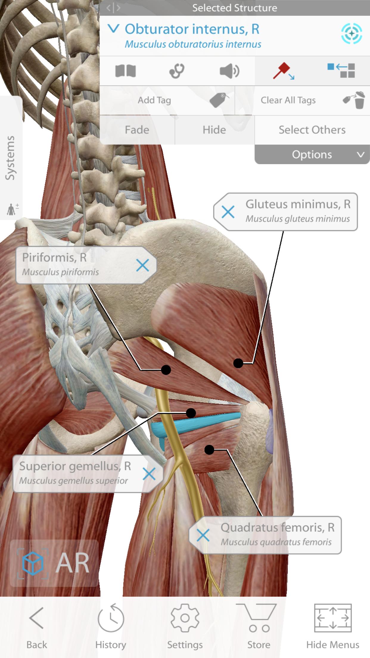 Human Anatomy Atlas 2020: Complete 3D Human Body para ...