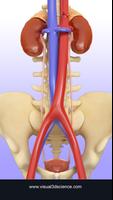 Urinary System Pro. Poster