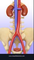 Urinary System Pro. poster