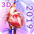 Circulatory System Anatomy