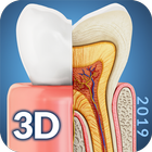 Dental  Anatomy ícone