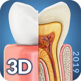 Dental  Anatomy ícone