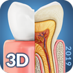 ”Dental  Anatomy