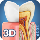 Dental  Anatomy aplikacja