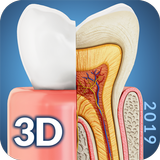 Dental  Anatomy icône