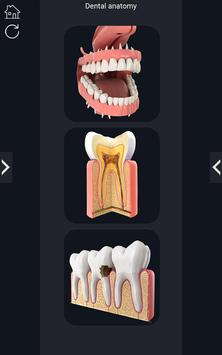 Dental  Anatomy 海报