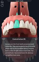 Dental  Anatomy تصوير الشاشة 2