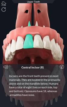 Dental  Anatomy 截图 2